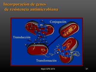 Incorporación de genesIncorporación de genes
de resistencia antimicrobianade resistencia antimicrobiana
Conjugación
Transducción
Transformación
37Mgter GPE 2014
 