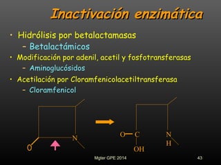 Inactivación enzimáticaInactivación enzimática
• Hidrólisis por betalactamasas
– Betalactámicos
N
C N
H
O
OH
• Modificación por adenil, acetil y fosfotransferasas
– Aminoglucósidos
• Acetilación por Cloramfenicolacetiltransferasa
– Cloramfenicol
43Mgter GPE 2014
 