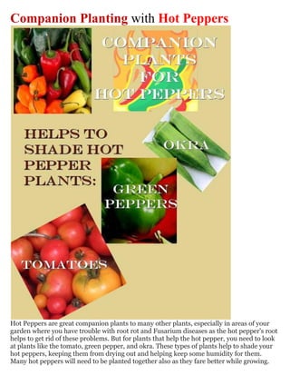 Companion Planting with Hot Peppers




Hot Peppers are great companion plants to many other plants, especially in areas of your
garden where you have trouble with root rot and Fusarium diseases as the hot pepper's root
helps to get rid of these problems. But for plants that help the hot pepper, you need to look
at plants like the tomato, green pepper, and okra. These types of plants help to shade your
hot peppers, keeping them from drying out and helping keep some humidity for them.
Many hot peppers will need to be planted together also as they fare better while growing.
 