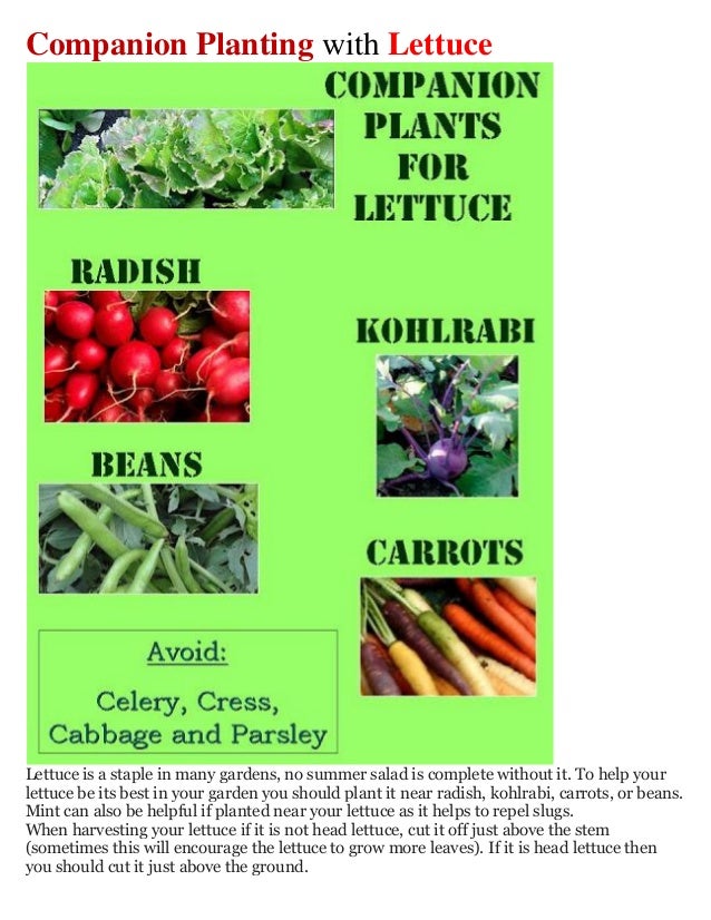 Companion Planting with Lettuce
