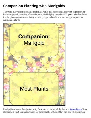 Companion Planting with Marigolds
There are many plant companion settings. Plants that help one another out by promoting
healthier growth, warding off certain pests, and helping keep the soil's pH at a healthy level
for the plants around them. Today we are going to talk a little about using marigolds as
companion plants:




Marigolds are more than just a pretty flower to keep around the home in flower boxes. They
also make a great companion plant for most plants, although they can be a little rough on
tender herbs. Marigolds produce a pesticide that deters nematodes, with some types of
marigold this pesticide can stay in the soil for a year or longer even after the marigold itself
 