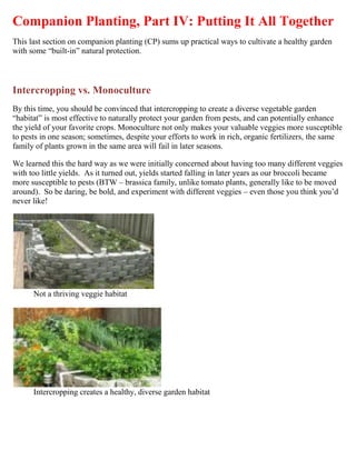Companion Planting, Part IV: Putting It All Together
This last section on companion planting (CP) sums up practical ways to cultivate a healthy garden
with some “built-in” natural protection.



Intercropping vs. Monoculture
By this time, you should be convinced that intercropping to create a diverse vegetable garden
“habitat” is most effective to naturally protect your garden from pests, and can potentially enhance
the yield of your favorite crops. Monoculture not only makes your valuable veggies more susceptible
to pests in one season; sometimes, despite your efforts to work in rich, organic fertilizers, the same
family of plants grown in the same area will fail in later seasons.

We learned this the hard way as we were initially concerned about having too many different veggies
with too little yields. As it turned out, yields started falling in later years as our broccoli became
more susceptible to pests (BTW – brassica family, unlike tomato plants, generally like to be moved
around). So be daring, be bold, and experiment with different veggies – even those you think you’d
never like!




Not a thriving veggie habitat




Intercropping creates a healthy, diverse garden habitat
 