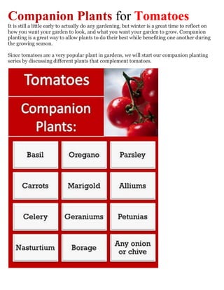 Companion Plants for Tomatoes
It is still a little early to actually do any gardening, but winter is a great time to reflect on
how you want your garden to look, and what you want your garden to grow. Companion
planting is a great way to allow plants to do their best while benefiting one another during
the growing season.

Since tomatoes are a very popular plant in gardens, we will start our companion planting
series by discussing different plants that complement tomatoes.
 