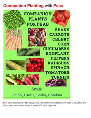 Companion Planting with Peas




Peas are a great addition to any garden, they taste wonderful cooked, or in salads, they are
also a great addition to soups. A wonderful little vegetable.


So what plants will your peas thrive by or help by being planting near them?
 