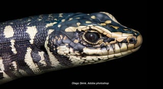 Otago Skink. Adobe photoshop
 