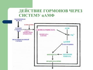 ДЕЙСТВИЕ ГОРМОНОВ ЧЕРЕЗ СИСТЕМУ цАМФ 