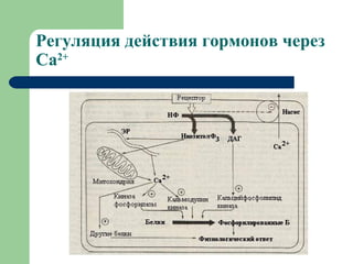 Регуляция действия гормонов через Са 2+ 