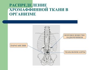 РАСПРЕДЕЛЕНИЕ ХРОМАФФИННОЙ ТКАНИ В ОРГАНИЗМЕ МОЗГОВОЕ ВЕЩЕСТВО  НАДПОЧЕЧНИКОВ ПАРАГАНГЛИИ ТКАНЬ ВБЛИЗИ АОРТЫ 