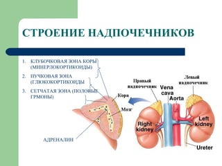 СТРОЕНИЕ НАДПОЧЕЧНИКОВ КЛУБОЧКОВАЯ ЗОНА КОРЫ (МИНЕРЛОКОРТИКОИДЫ) ПУЧКОВАЯ ЗОНА (ГЛЮКОКОРТИКОИДЫ СЕТЧАТАЯ ЗОНА (ПОЛОВЫЕ ГРМОНЫ) АДРЕНАЛИН 