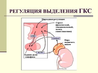 РЕГУЛЯЦИЯ   ВЫДЕЛЕНИЯ   ГКС 