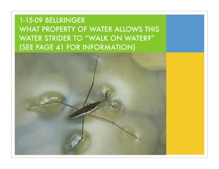 1-15-09 BELLRINGER
WHAT PROPERTY OF WATER ALLOWS THIS
WATER STRIDER TO “WALK ON WATER?”
(SEE PAGE 41 FOR INFORMATION)
 
