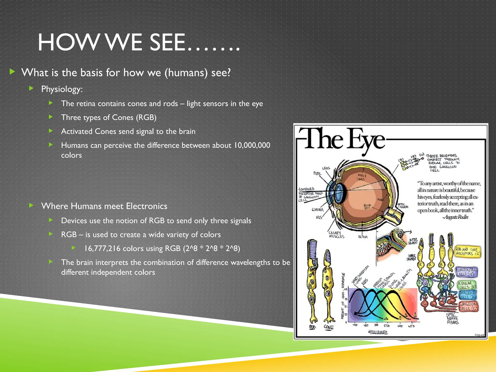 HOW WE SEE…….
 What is the basis for how we (humans) see?
 Physiology:
 The retina contains cones and rods – light sensors in the eye
 Three types of Cones (RGB)
 Activated Cones send signal to the brain
 Humans can perceive the difference between about 10,000,000
colors
 Where Humans meet Electronics
 Devices use the notion of RGB to send only three signals
 RGB – is used to create a wide variety of colors
 16,777,216 colors using RGB (2^8 * 2^8 * 2^8)
 The brain interprets the combination of difference wavelengths to be
different independent colors
 