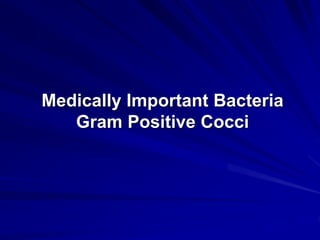 Medically Important Bacteria
Gram Positive Cocci
 