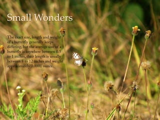 Butterflies2 | PDF