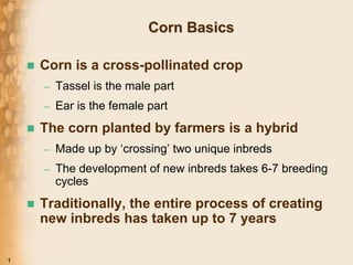 Corn Basics

    Corn is a cross-pollinated crop
        Tassel is the male part
    –

        Ear is the female part
    –

    The corn planted by farmers is a hybrid
        Made up by ‘crossing’ two unique inbreds
    –

        The development of new inbreds takes 6-7 breeding
    –
        cycles
    Traditionally, the entire process of creating
    new inbreds has taken up to 7 years

1
 