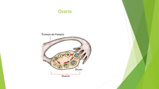 Ovario
 