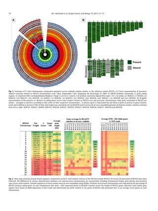 Fig. 2. Summary of Z. tritici chromosome comparative genomics across multiple isolates relative to the reference isolate IPO323. (A) Circos representation of presence/
absence variation relative to IPO323 chromosomes (core = blue, dispensable = red), displaying the percentage (0–100%) of 100 kb windows containing: (i) gene-coding
regions, (ii) repetitive DNA (via RepeatMasker/Repbase (‘‘fungi’’)), (iii) %G:C content; % of window covered by aligned NGS reads (>10Â) to isolate, (iv) WAI221, (v) WAI56, (vi)
WAI332, (vii) WAI147, (viii) WAI320, (ix) WAI321, (x) WAI322, (xi) WAI323, (xii) WAI324, (xiii) WAI326, (xiv) WAI327, (xv) WAI328 and (xvi) WAI329. (B) R ggPlot
representation of the presence or absence of coding genes across novel isolates relative to IPO323 core and accessory chromosomes. Only genes annotated in IPO323 are
shown – arranged in matrices according to their order on their respective chromosomes – in which a gene is represented by one block in green if present or grey if absent.
Genes were deﬁned as present if 50% of their total length was covered by the top BLASTN match versus the de novo assembled genomes of thirteen isolates, sorted in columns
from left to right: WAI147, WAI221, WAI56, WAI332, WAI320, WAI321, WAI322, WAI323, WAI324, WAI326, WAI327, WAI328 and WAI329.
Fig. 3. Heat-map summary of gene-based sequence comparisons across Z. tritici isolates relative to the reference isolate IPO323. Accessory chromosomes of IPO323 have been
italicised. The differences in various characteristics between core and accessory chromosomes are summarised, including chromosome length, gene density and mutation
rates across novel isolates. Genome sequences of novel isolates were de novo assembled using SPAdes. Presence of accessory chromosomes was indicated by the percentage of
IPO323 protein-coding genes on each chromosome that were P50% conserved based on BLASTN matches across the length of IPO323 genes. Mutation rates within gene
regions were based on BAM alignments of NGS reads and determined via GATK, relative to the genes of IPO323 and presented here as an average across genes on each
chromosome.
74 M.C. McDonald et al. / Fungal Genetics and Biology 79 (2015) 71–75
 