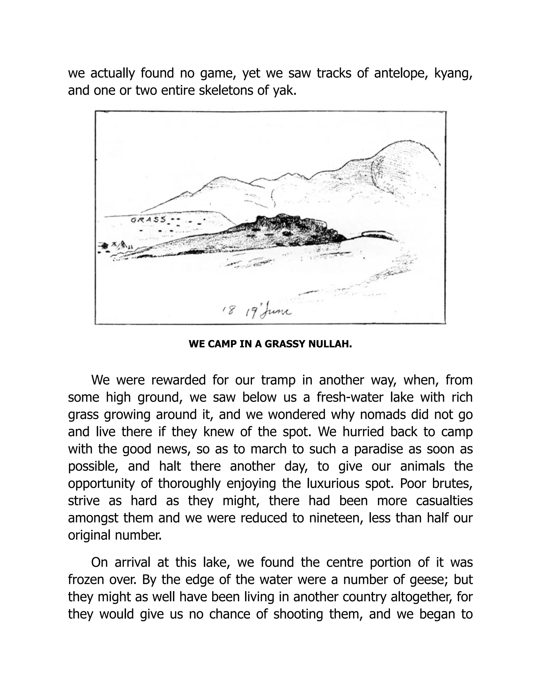 we actually found no game, yet we saw tracks of antelope, kyang,
and one or two entire skeletons of yak.
WE CAMP IN A GRASSY NULLAH.
We were rewarded for our tramp in another way, when, from
some high ground, we saw below us a fresh-water lake with rich
grass growing around it, and we wondered why nomads did not go
and live there if they knew of the spot. We hurried back to camp
with the good news, so as to march to such a paradise as soon as
possible, and halt there another day, to give our animals the
opportunity of thoroughly enjoying the luxurious spot. Poor brutes,
strive as hard as they might, there had been more casualties
amongst them and we were reduced to nineteen, less than half our
original number.
On arrival at this lake, we found the centre portion of it was
frozen over. By the edge of the water were a number of geese; but
they might as well have been living in another country altogether, for
they would give us no chance of shooting them, and we began to
 