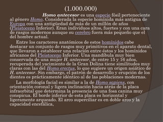 (1.000.000)
Homo antecesor es una especie fósil perteneciente
al género Homo. Considerada la especie homínida más antigua de
Europa con una antigüedad de más de un millón de años
(Pleistoceno Inferior). Eran individuos altos, fuertes y con una cara
de rasgos modernos aunque su cerebro fuera más pequeño que el
del hombre actual.
Entre los caracteres anatómicos de estos homínidos cabe
destacar un conjunto de rasgos muy primitivos en el aparato dental,
que llevaron a establecer una relación entre éstos y los homínidos
africanos del Pleistoceno Inferior. Una mandíbula muy bien
conservada de una mujer H. antecesor, de entre 15 y 16 años,
recuperada del yacimiento de la Gran Dolina tiene similitudes muy
claras con las del Homo erectus, lo que sugiere un origen asiático de
H. antecesor. Sin embargo, el patrón de desarrollo y erupción de los
dientes es prácticamente idéntico al de las poblaciones modernas.
La morfología facial es similar a la de Homo sapiens, con
orientación coronal y ligera inclinación hacia atrás de la placa
infraorbital que determina la presencia de una fosa canina muy
conspicua. El borde inferior de esta placa es horizontal y
ligeramente arqueado. El arco superciliar es en doble arco y la
capacidad encefálica,
 