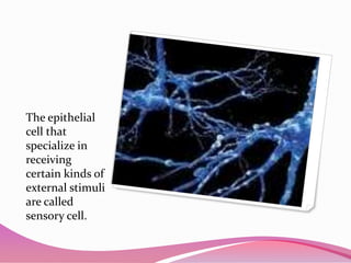 The epithelial
cell that
specialize in
receiving
certain kinds of
external stimuli
are called
sensory cell.
 