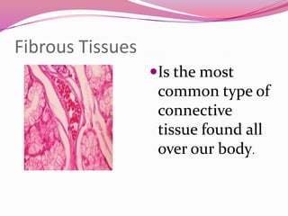 Fibrous Tissues
Is the most
common type of
connective
tissue found all
over our body.
 