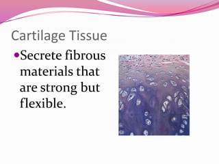 Cartilage Tissue
Secrete fibrous
materials that
are strong but
flexible.
 