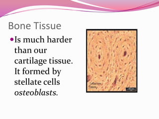 Bone Tissue
Is much harder
than our
cartilage tissue.
It formed by
stellate cells
osteoblasts.
 