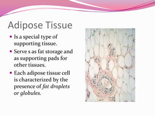 Adipose Tissue
 Is a special type of
supporting tissue.
 Serve s as fat storage and
as supporting pads for
other tissues.
 Each adipose tissue cell
is characterized by the
presence of fat droplets
or globules.
 