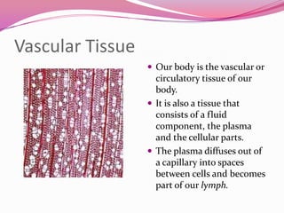 Vascular Tissue
 Our body is the vascular or
circulatory tissue of our
body.
 It is also a tissue that
consists of a fluid
component, the plasma
and the cellular parts.
 The plasma diffuses out of
a capillary into spaces
between cells and becomes
part of our lymph.
 
