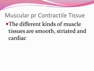Muscular pr Contractile Tissue
The different kinds of muscle
tissues are smooth, striated and
cardiac
 