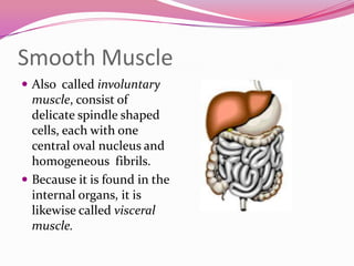 Smooth Muscle
 Also called involuntary
muscle, consist of
delicate spindle shaped
cells, each with one
central oval nucleus and
homogeneous fibrils.
 Because it is found in the
internal organs, it is
likewise called visceral
muscle.
 
