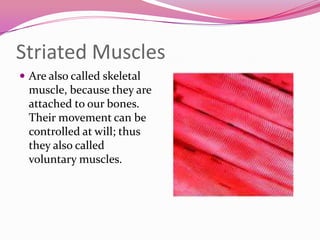 Striated Muscles
 Are also called skeletal
muscle, because they are
attached to our bones.
Their movement can be
controlled at will; thus
they also called
voluntary muscles.
 