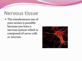Nervous tissue
 The simultaneous use of
your senses is possible
because you have a
nervous system which is
composed of nerve cells
or neurons.
 