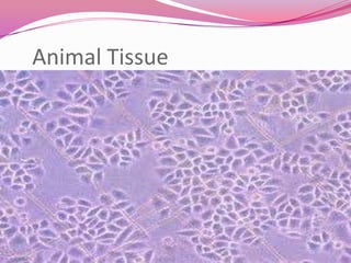 Animal Tissue
 