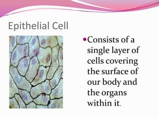 Epithelial Cell
Consists of a
single layer of
cells covering
the surface of
our body and
the organs
within it.
 