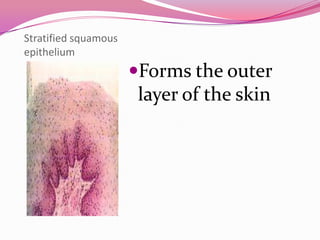 Stratified squamous
epithelium
Forms the outer
layer of the skin
 