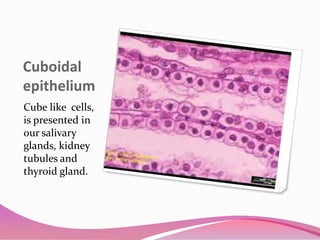 Cuboidal
epithelium
Cube like cells,
is presented in
our salivary
glands, kidney
tubules and
thyroid gland.
 