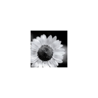 MGMM_2006_Annual_Report