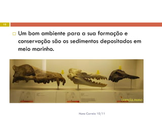 13


        Um bom ambiente para a sua formação e
         conservação são os sedimentos depositados em
         meio marinho.




                              Nuno Correia 10/11
 