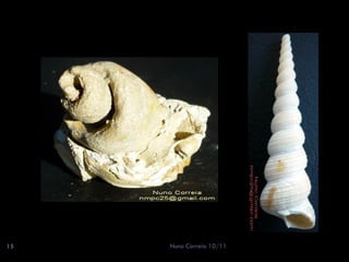 15   Nuno Correia 10/11
 