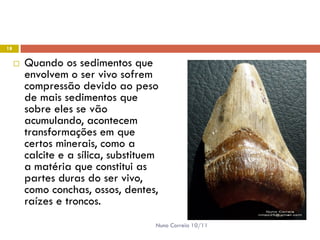 18


        Quando os sedimentos que
         envolvem o ser vivo sofrem
         compressão devido ao peso
         de mais sedimentos que
         sobre eles se vão
         acumulando, acontecem
         transformações em que
         certos minerais, como a
         calcite e a sílica, substituem
         a matéria que constitui as
         partes duras do ser vivo,
         como conchas, ossos, dentes,
         raízes e troncos.
                                      Nuno Correia 10/11
 