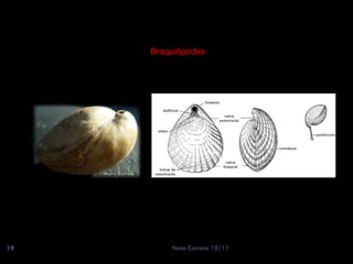 Braquiópodes




19       Nuno Correia 10/11
 