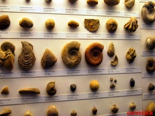 2   Nuno Correia 10/11
 