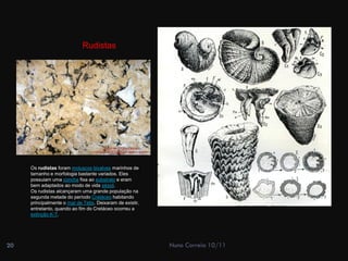 Rudistas




     Os rudistas foram moluscos bivalves marinhos de
     tamanho e morfologia bastante variados. Eles
     possuiam uma concha fixa ao substrato e eram
     bem adaptados ao modo de vida séssil.
     Os rudistas alcançaram uma grande população na
     segunda metade do período Cretáceo habitando
     principalmente o mar de Tetis. Deixaram de existir,
     entretanto, quando ao fim do Cretáceo ocorreu a
     extinção K-T.




20                                                         Nuno Correia 10/11
 