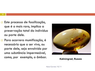 23




    Este processo de fossilização,
     que é o mais raro, implica a
     preservação total do indivíduo
     ou parte dele.
    Para ocorrera mumificação, é
     necessário que o ser vivo, ou
     parte dele, seja envolvido por
     uma substância impermeável,
     como, por exemplo, o âmbar.                Kaliningrad, Russia


                                 Nuno Correia 10/11
 