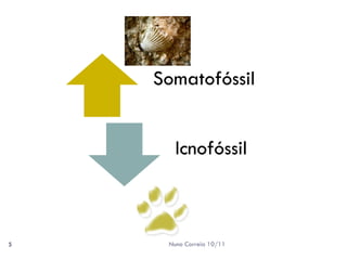 Somatofóssil


      Icnofóssil



5    Nuno Correia 10/11
 