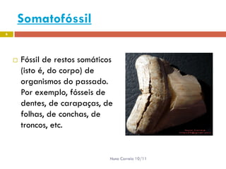 Somatofóssil
6




       Fóssil de restos somáticos
        (isto é, do corpo) de
        organismos do passado.
        Por exemplo, fósseis de
        dentes, de carapaças, de
        folhas, de conchas, de
        troncos, etc.


                                 Nuno Correia 10/11
 