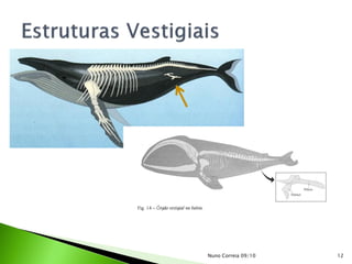 Nuno Correia 09/10   12
 