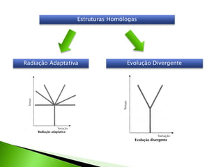 Estruturas Homólogas




Radiação Adaptativa               Evolução Divergente
 