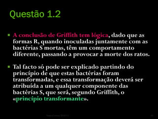    A conclusão de Griffith tem lógica, dado que as
    formas R, quando inoculadas juntamente com as
    bactérias S mortas, têm um comportamento
    diferente, passando a provocar a morte dos ratos.
   Tal facto só pode ser explicado partindo do
    princípio de que estas bactérias foram
    transformadas, e essa transformação deverá ser
    atribuída a um qualquer componente das
    bactérias S, que será, segundo Griffith, o
    «princípio transformante».

                Nuno Correia 2010/11                    10
 